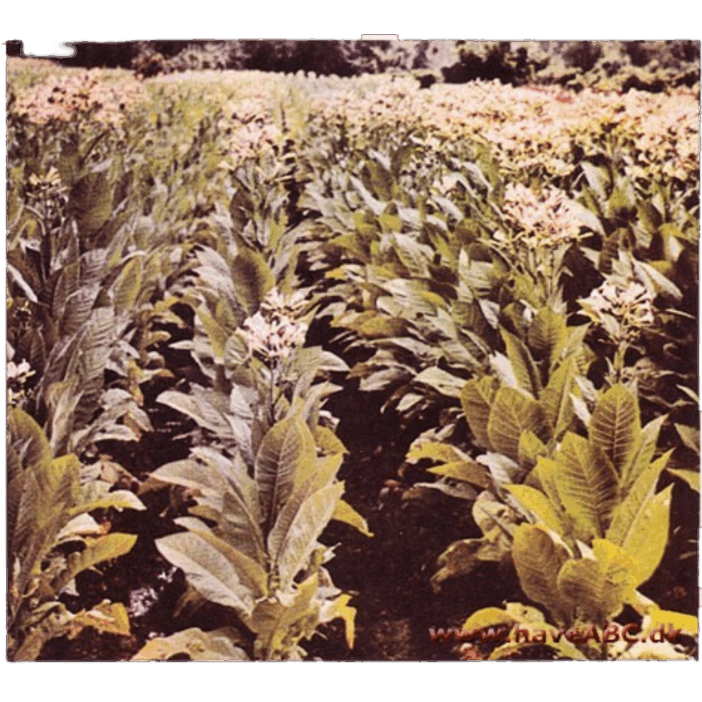 Nicotiana Tabacum Rustica 'Bondetobak'