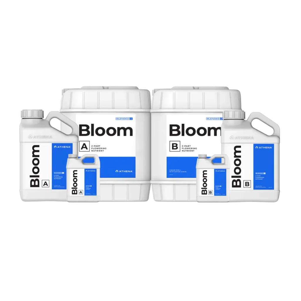Athena Bloom A+B