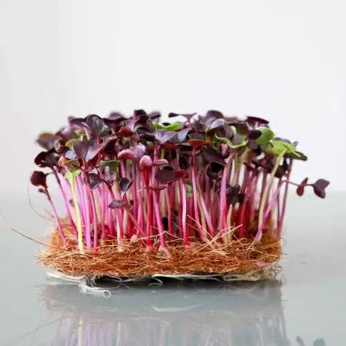 Rød Rambo Radise – frø til microgreens