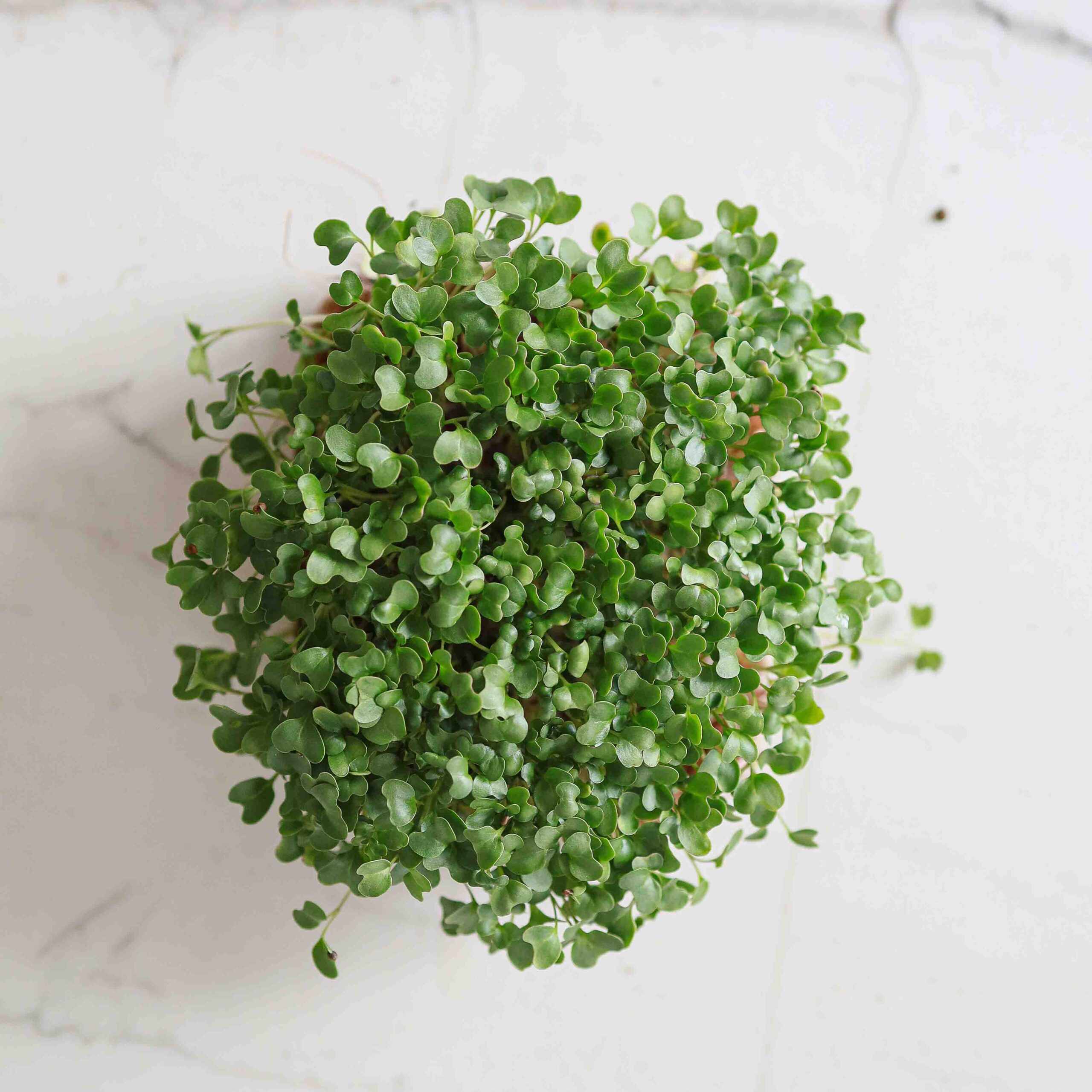 Broccoli-Calabrese-Microgreens-9554-2-scaled-1