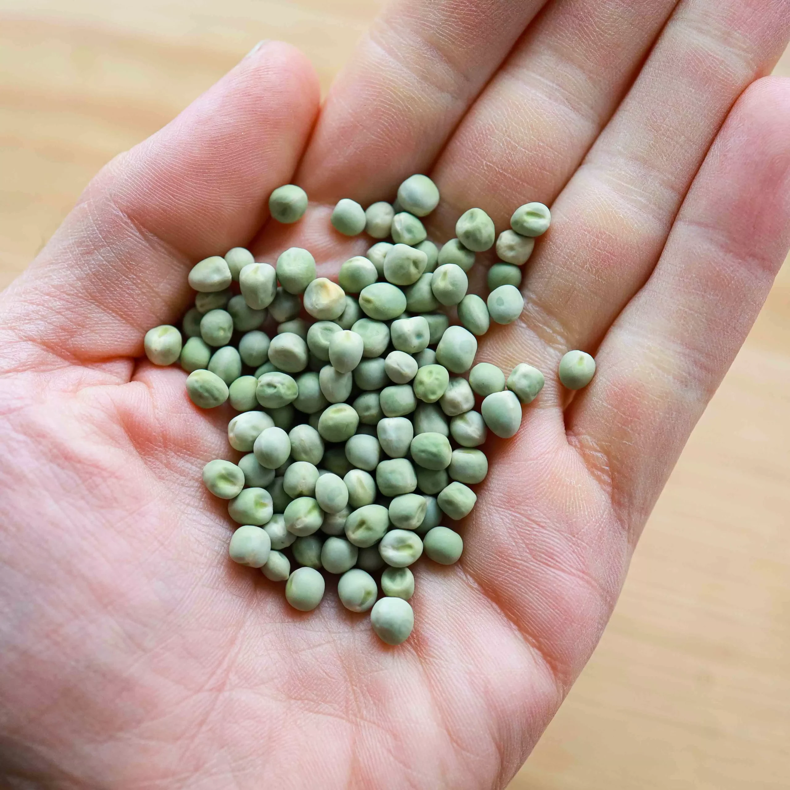 Microgreens-Seeds-Pea-Affyla-Foxy-4-scaled-1