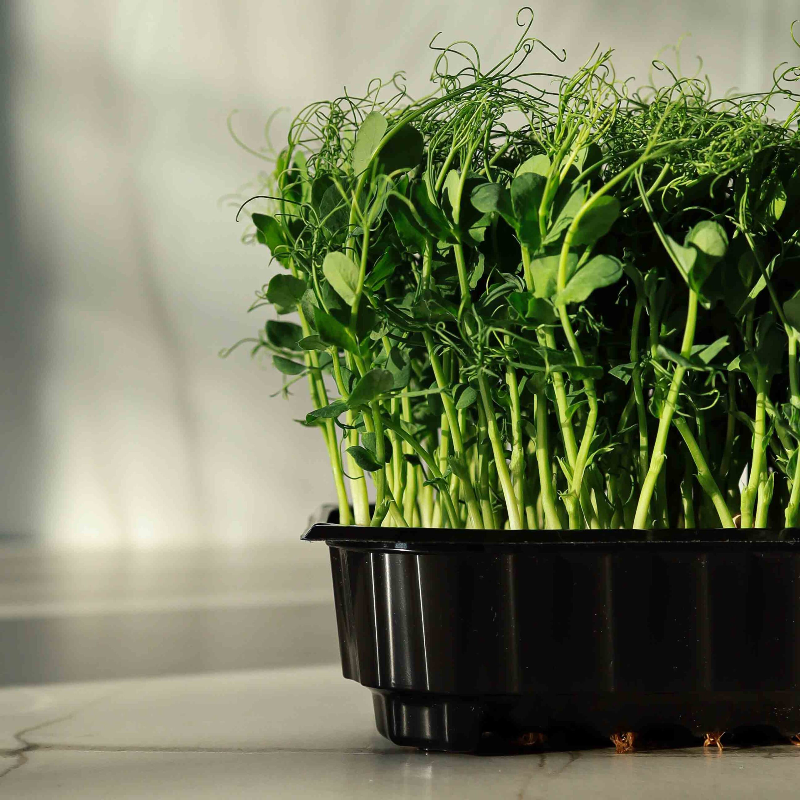 Pea-Foxy-Afilla-Microgreens-Shoots2-scaled-1