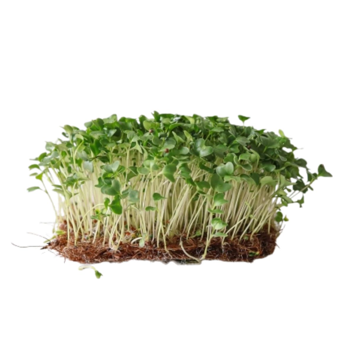 broccoli-calabrese-froe-til-microgreens