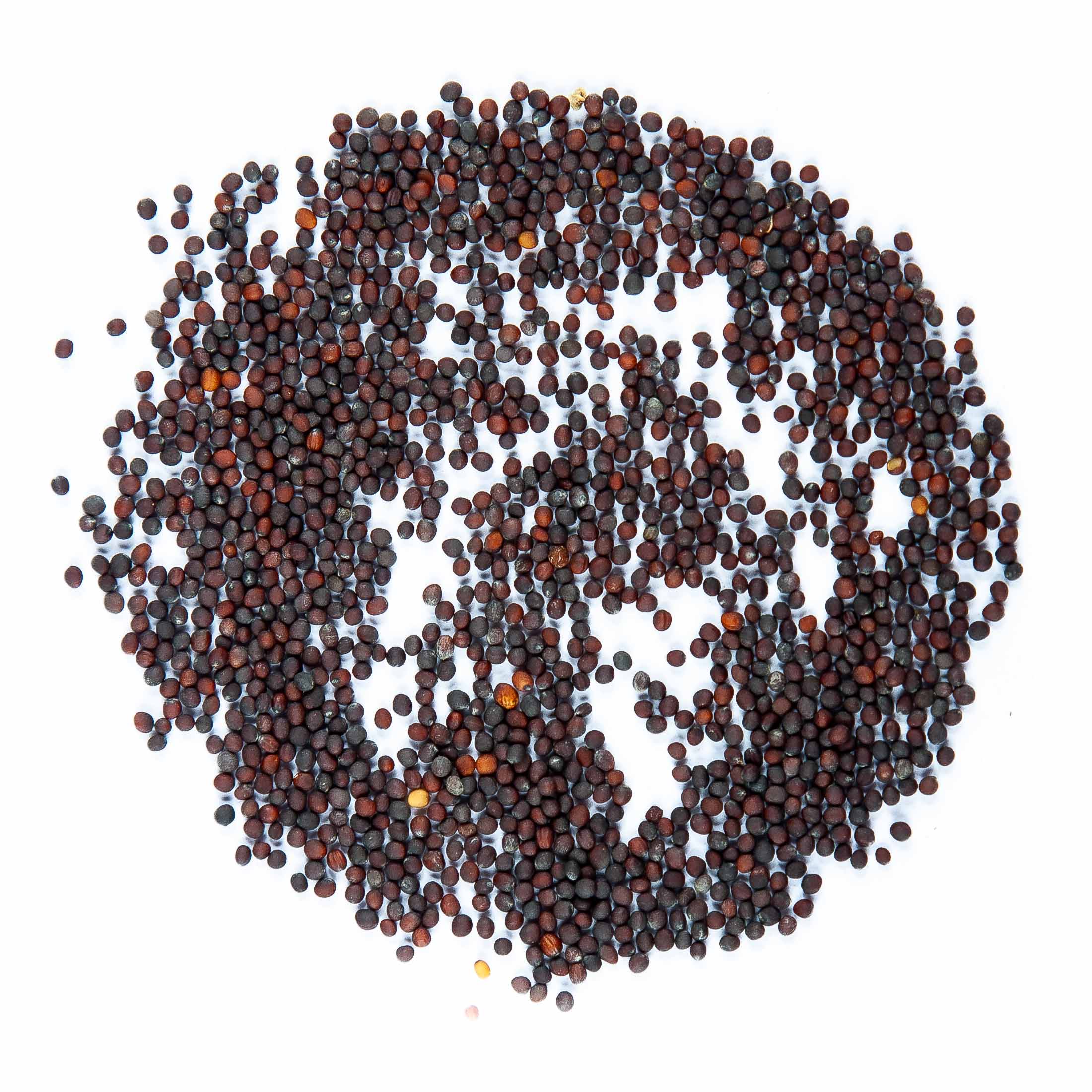 broccoli-calabrese-microgreen-seeds3