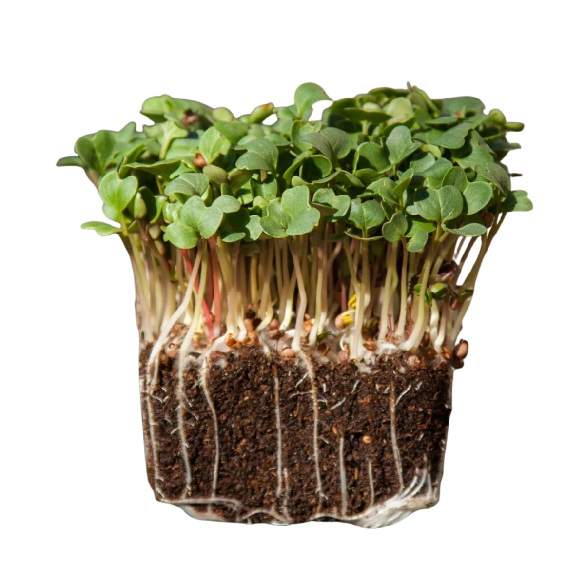 daikon-radise-froe-til-microgreens