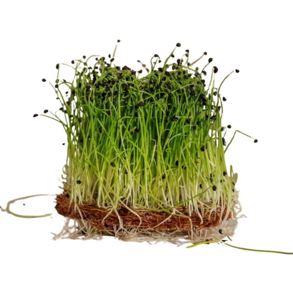 Garlic – frø til microgreens