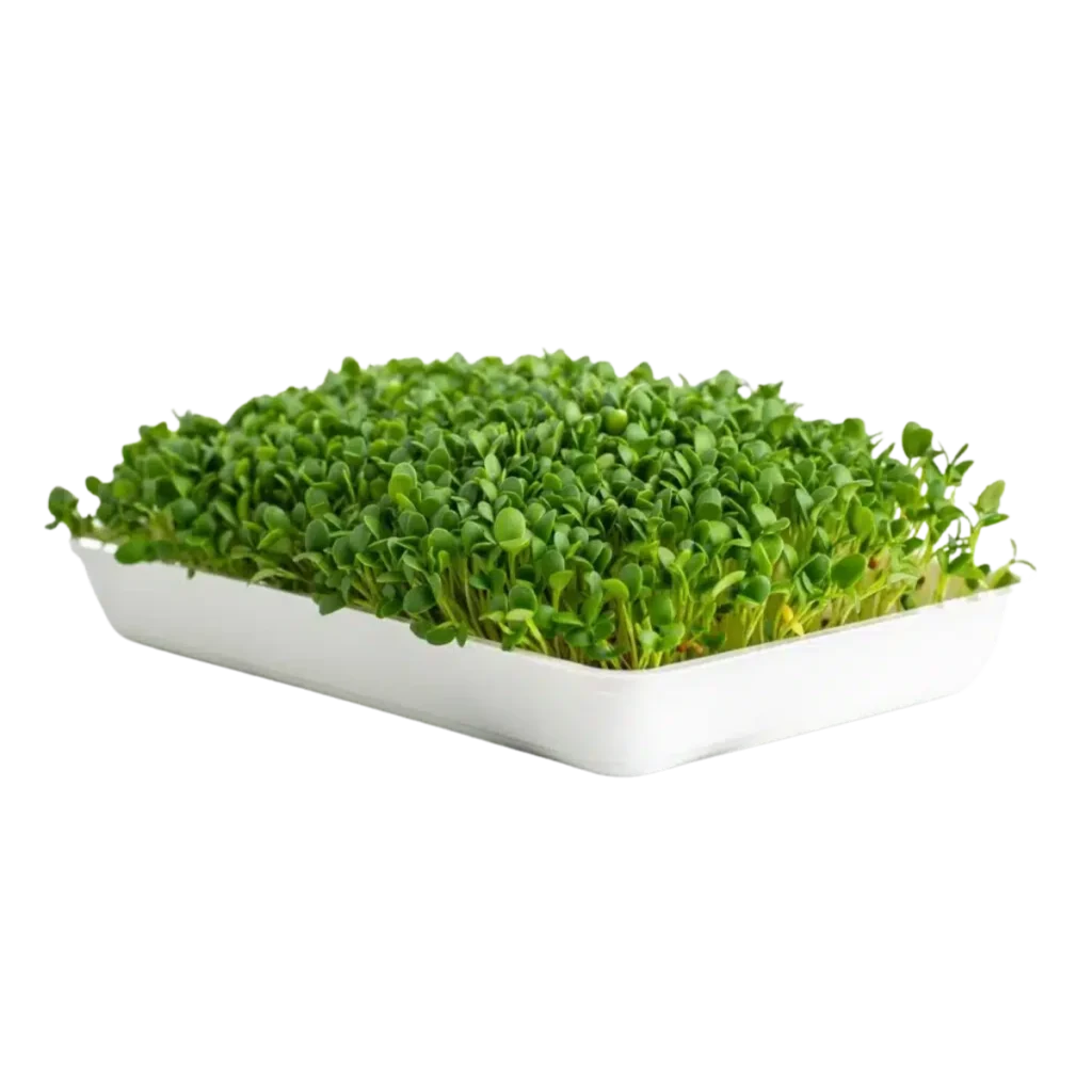 kløverfrø – frø til microgreens