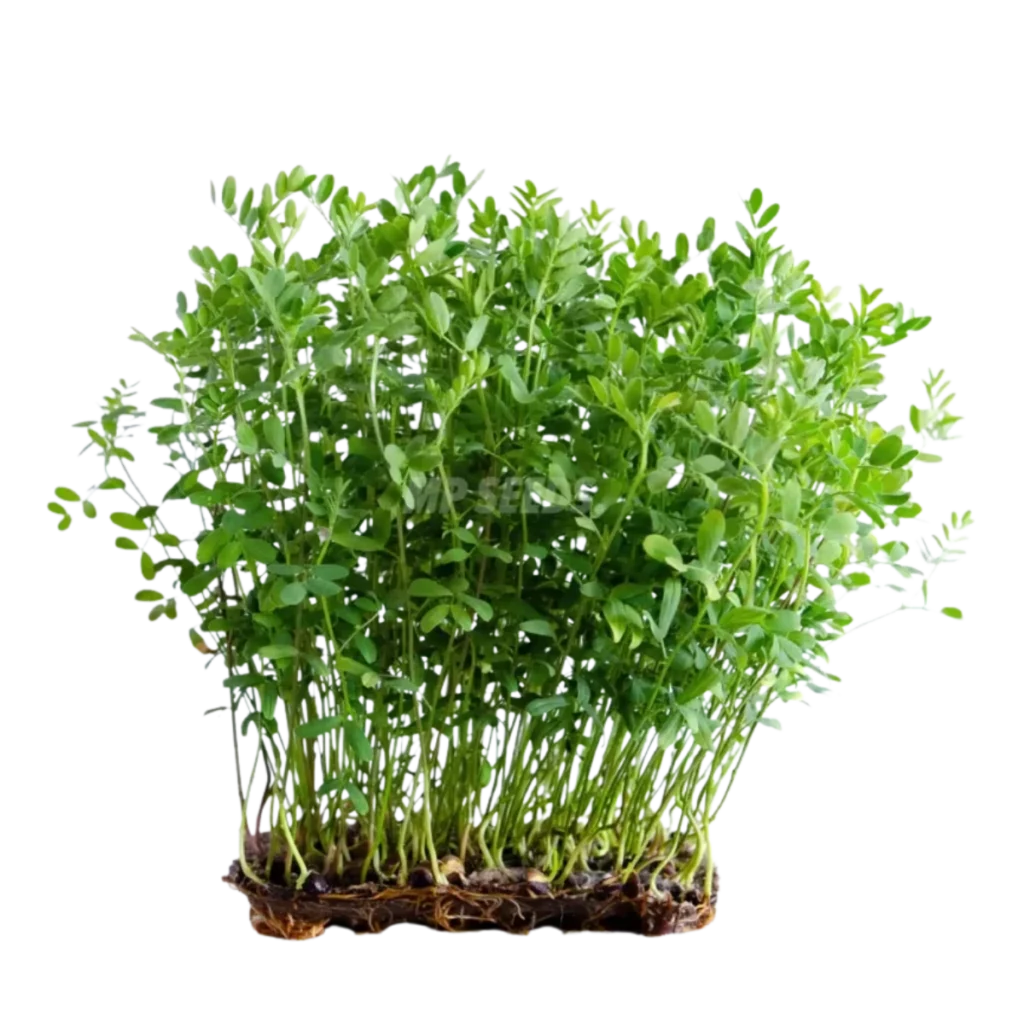 linser – frø til spirer og microgreens