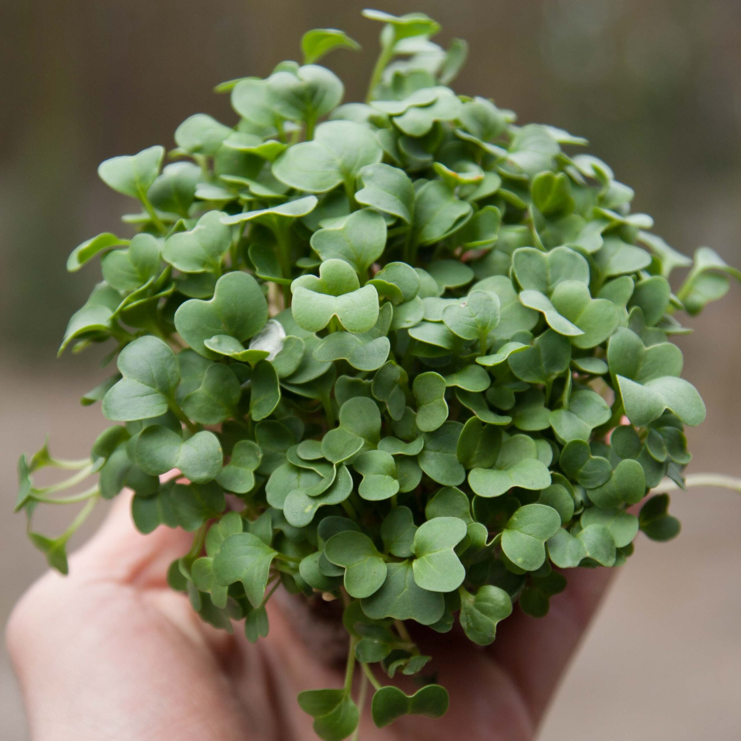 radish-daikon-microgreens-in-hand3-scaled-1