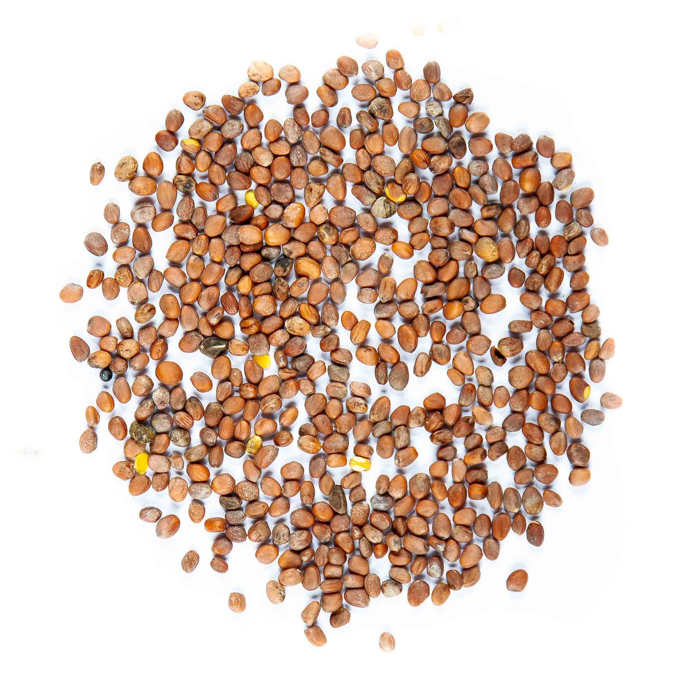 radish-daikon-microgreens-seeds4