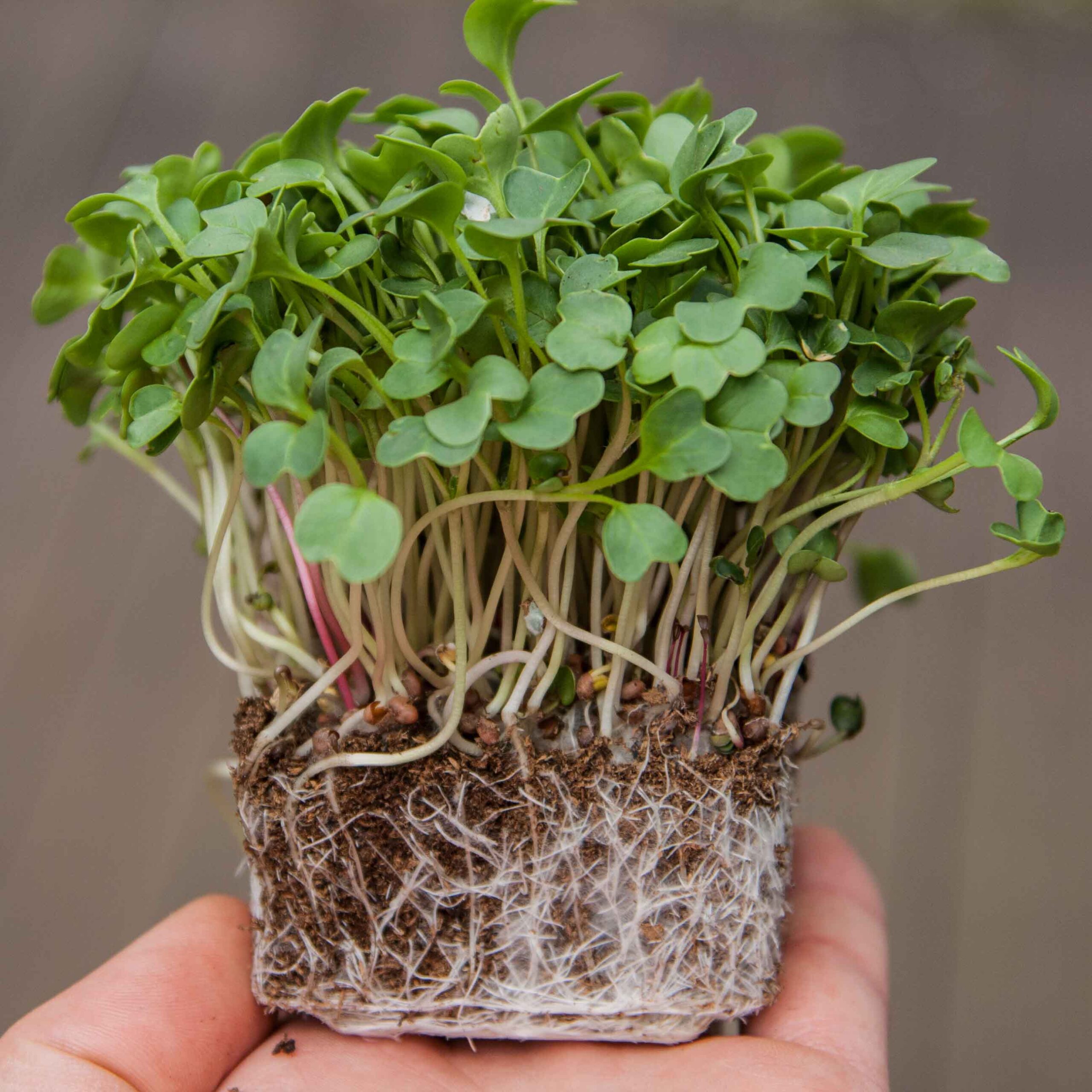 radish-daikon-microgreens-with-roots2-scaled-1