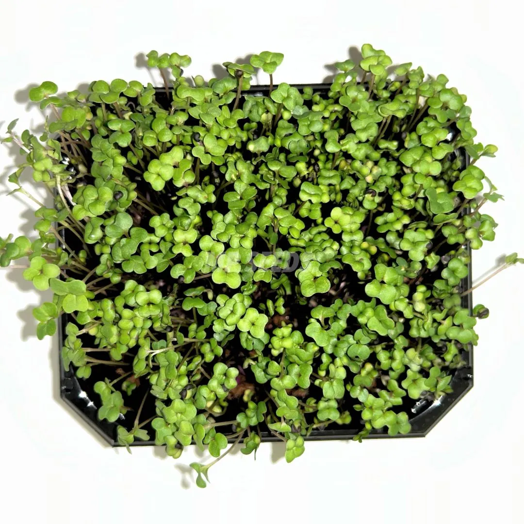 rape-microgreens-zoom2