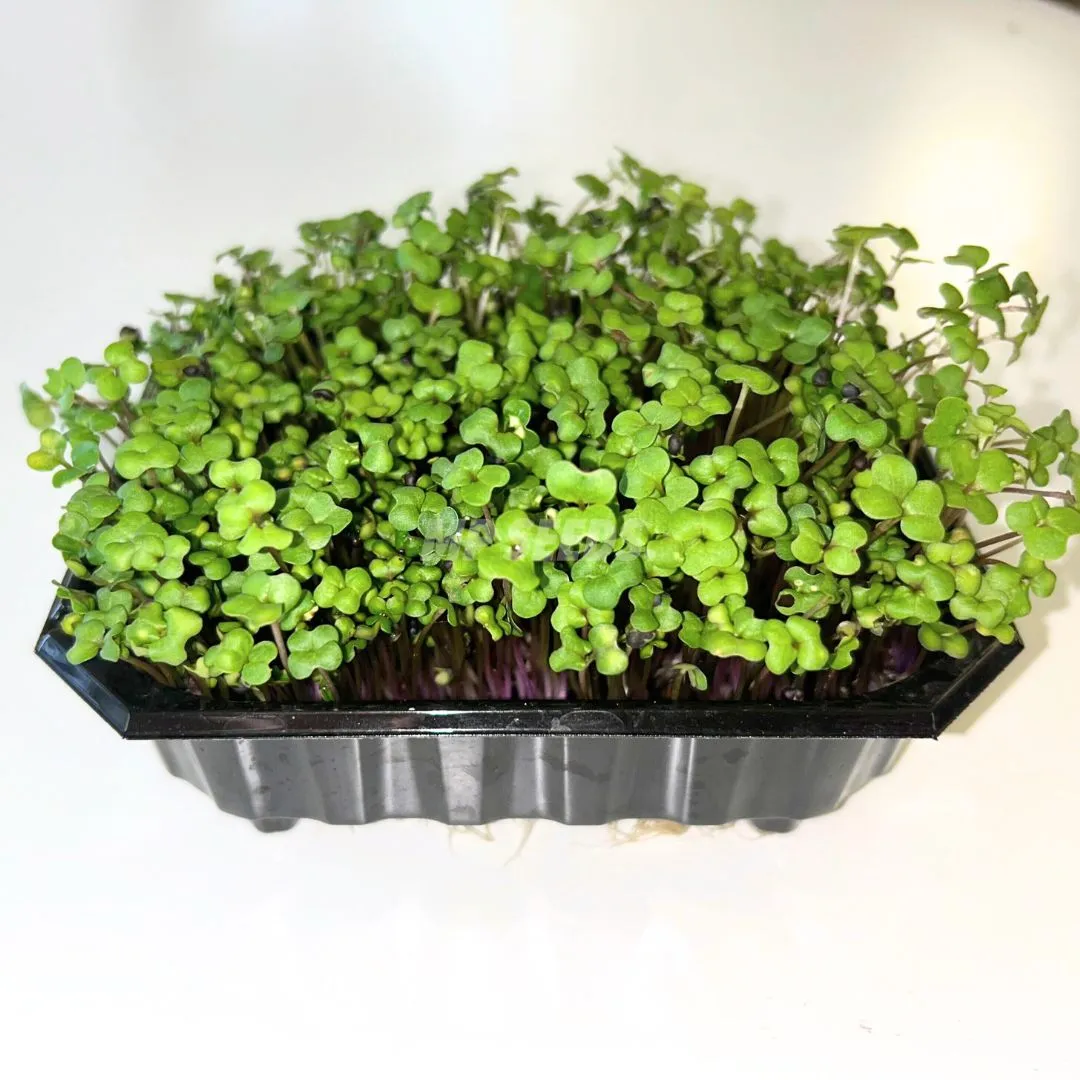 rape-microgreens3