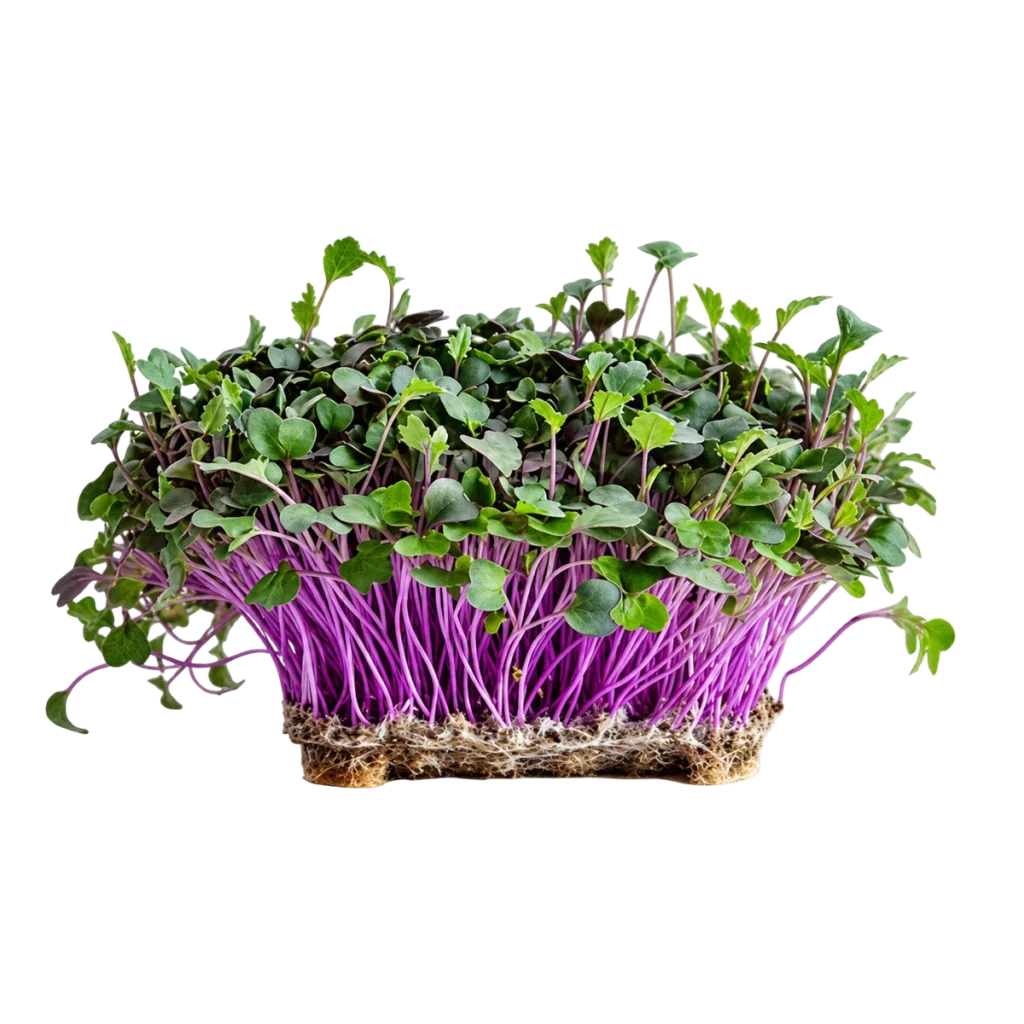 Rød kålrabi – frø til microgreens