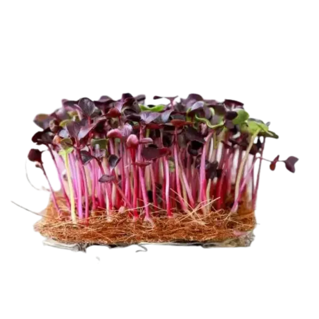 Rød Rambo Radise – frø til microgreens