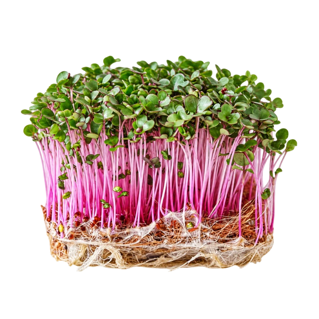 Rødkål – frø til microgreens